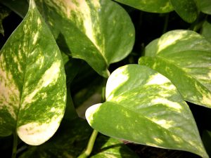 1280px-Epipremnum_aureum1542991393